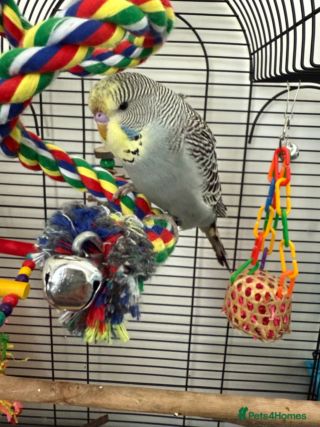 Budgerigars birds for sale: Baby budgie  - Image 3