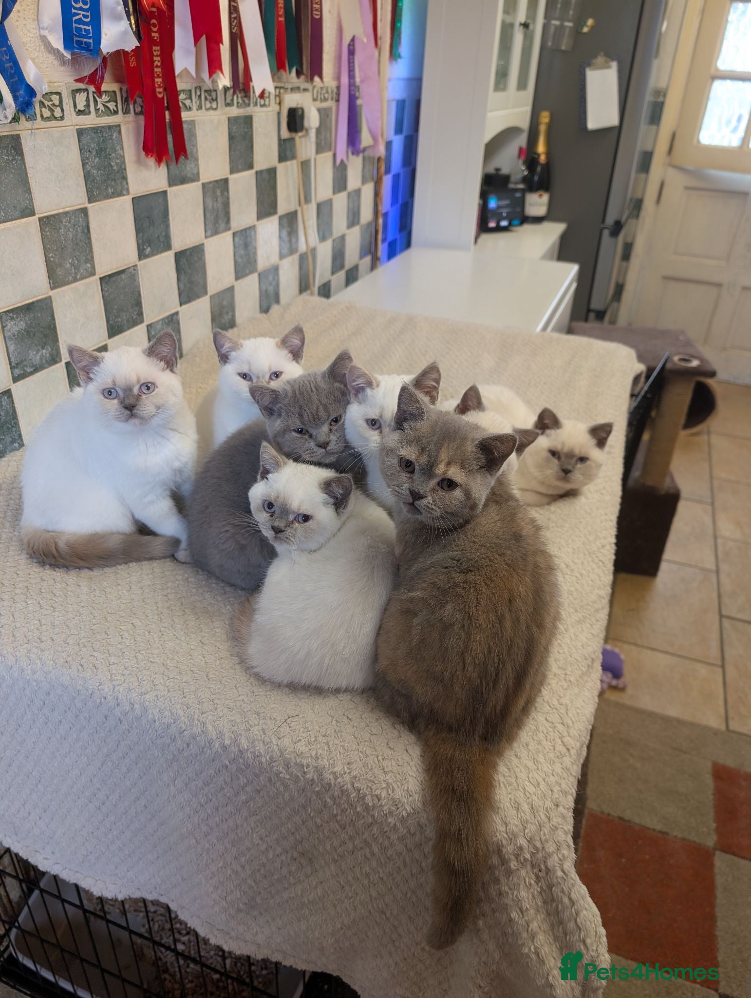 British Shorthair cats Beautiful British shorthair kittens - Advert 2
