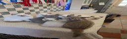 British Shorthair cats for sale: Beautiful British shorthair kittens - Advert 2
