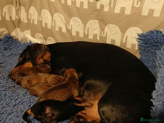 Dachshund dogs Stunning Litter of dachshund Puppies - Advert 3