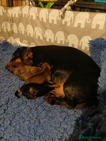 Dachshund dogs Stunning Litter of dachshund Puppies - Advert 1