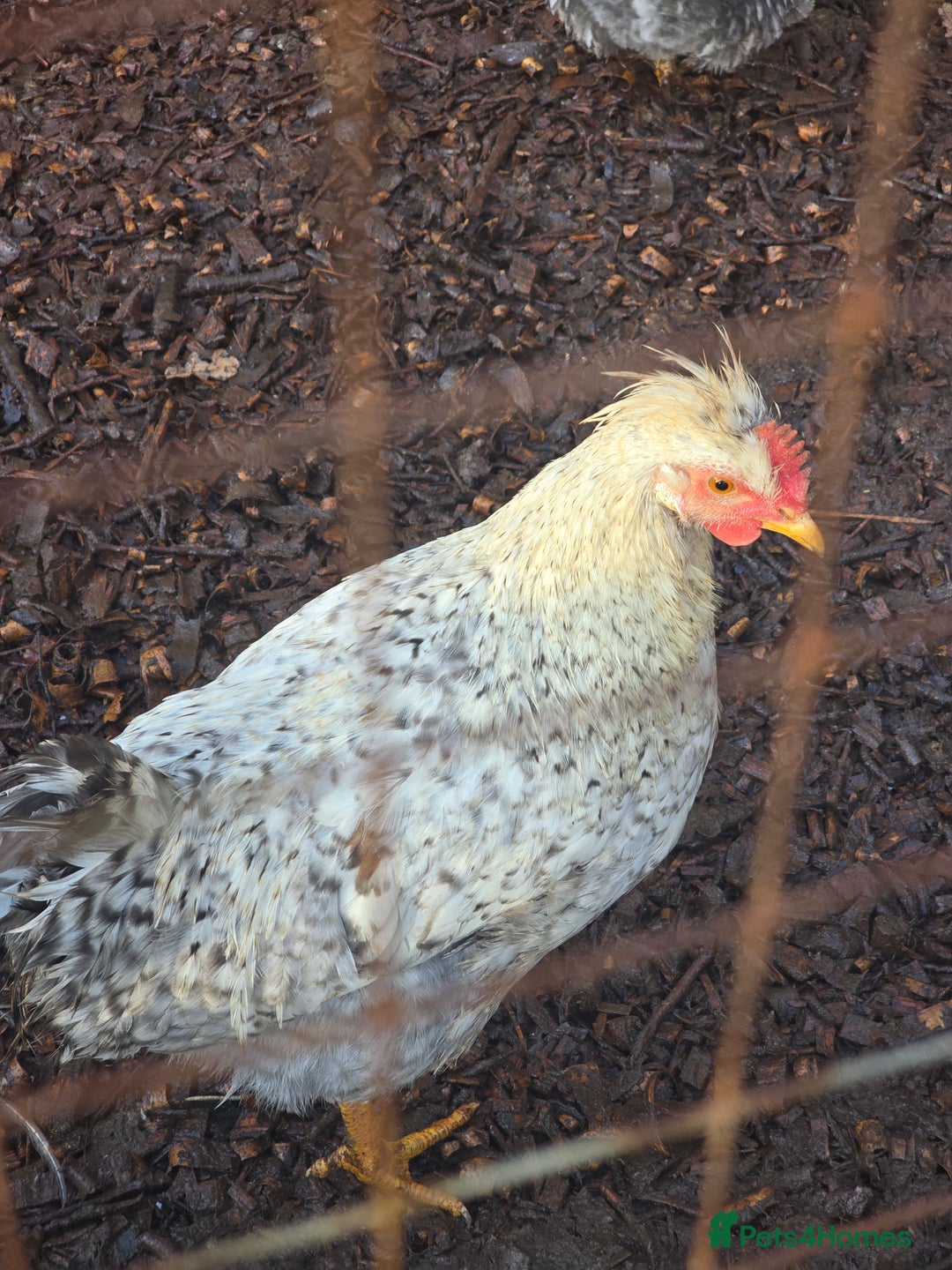 Chickens poultry for sale: Lavender Pekin Bantam Cream Legbar chickens  - Advert 15