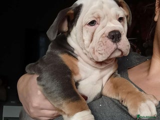 Olde English Bulldogge dogs 🩷 last puppy available 🩷 - Advert 6