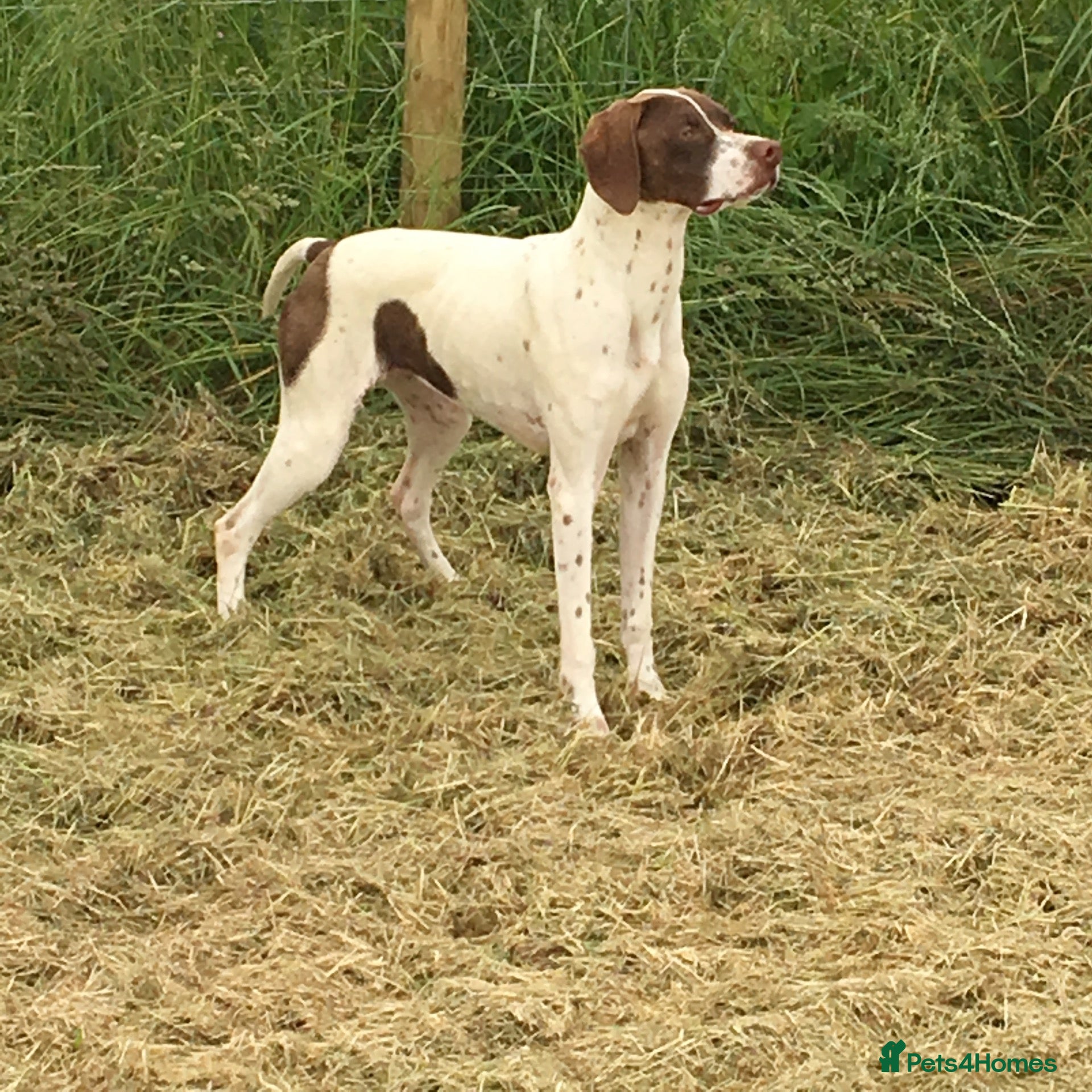 Pointer dogs Morness Brianna - Advert 2