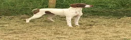 Pointer dogs for sale: Morness Brianna - Advert 1