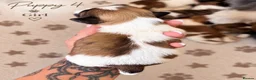Shih Tzu dogs for sale: 5 adorable Shih Tzu pups - Advert 11
