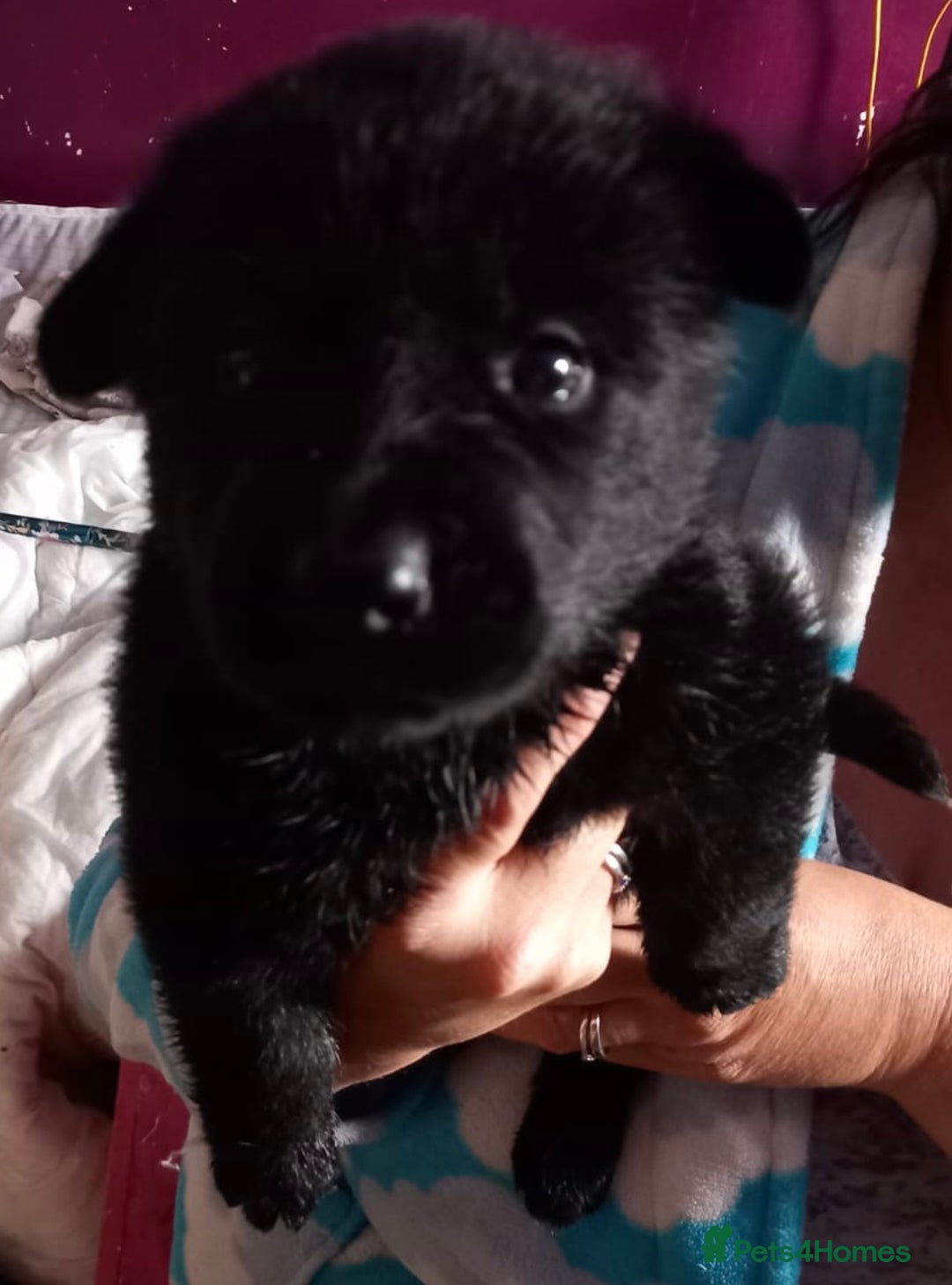 Mixed Breed dogs for sale: Akita cross German shepherd puppies - Advert 7