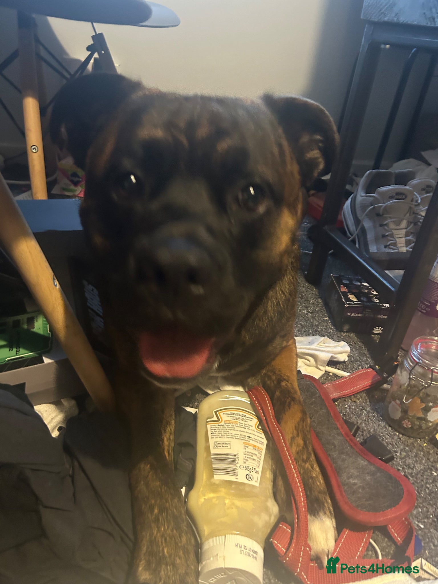 Mixed Breed dogs for sale: Kovu male  in Hamilton - Advert 3
