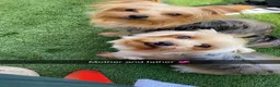 Yorkshire Terrier dogs for sale: mini YORKSHIRE TERRIER - Advert 4