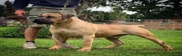 Boerboel dogs for sale: Waitlist now open - Advert 10