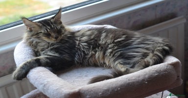 Maine Coon cats - Advert 6