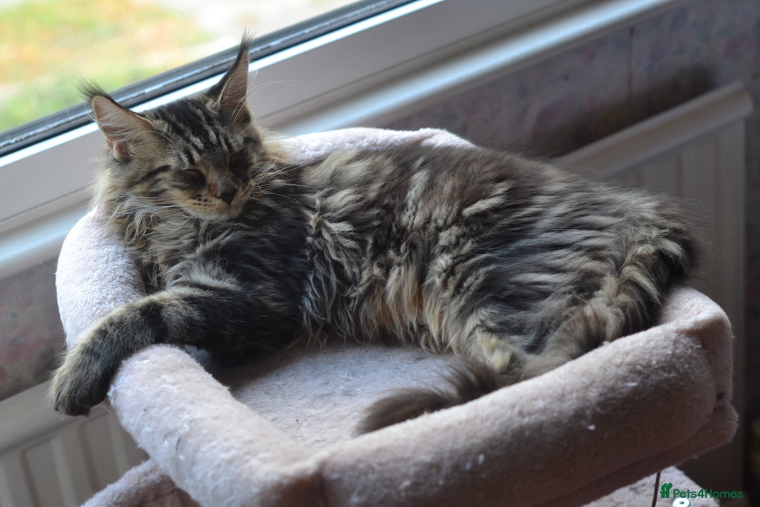 Maine Coon cats for sale: Tica Registered Maine Coon Boy  - Image 10