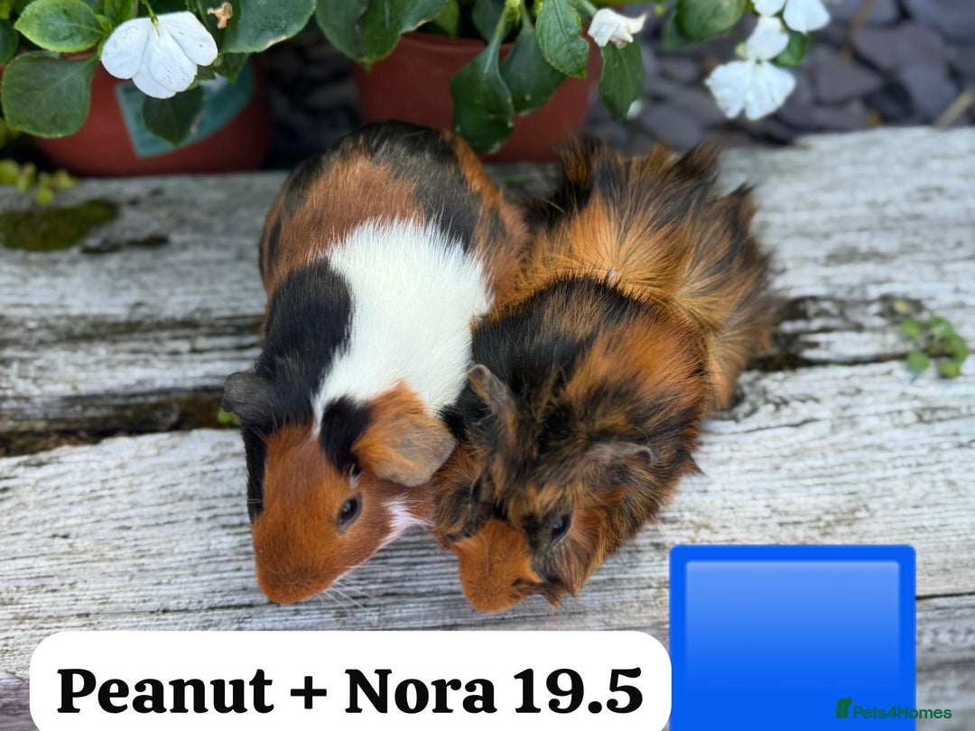 Guinea Pig rodents for sale: Baby guinea pigs ready now. Sheffield - Image 10