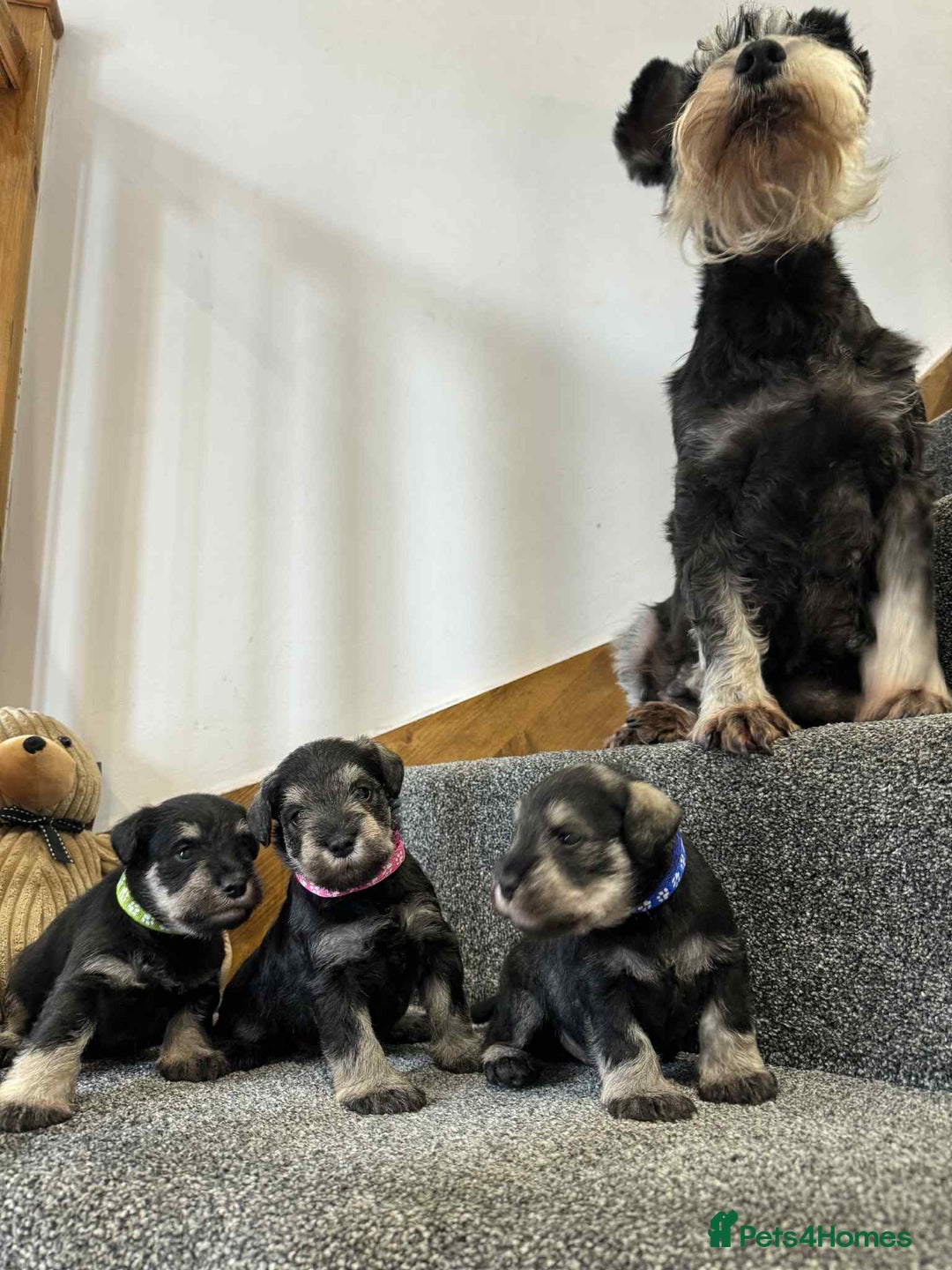 Miniature Schnauzer dogs for sale: Miniature Schnauzer Puppies KC/BVA/MAC Tested - Image 11