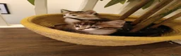 Mixed Breed cats for sale: 2 female kittens for sale - Advert 13