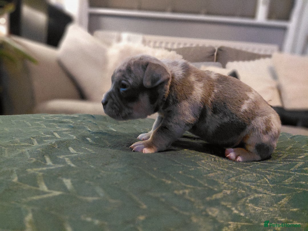 American Bully dogs for sale: LAST GIRL LEFT READY NOW ABKC REG - Advert 6