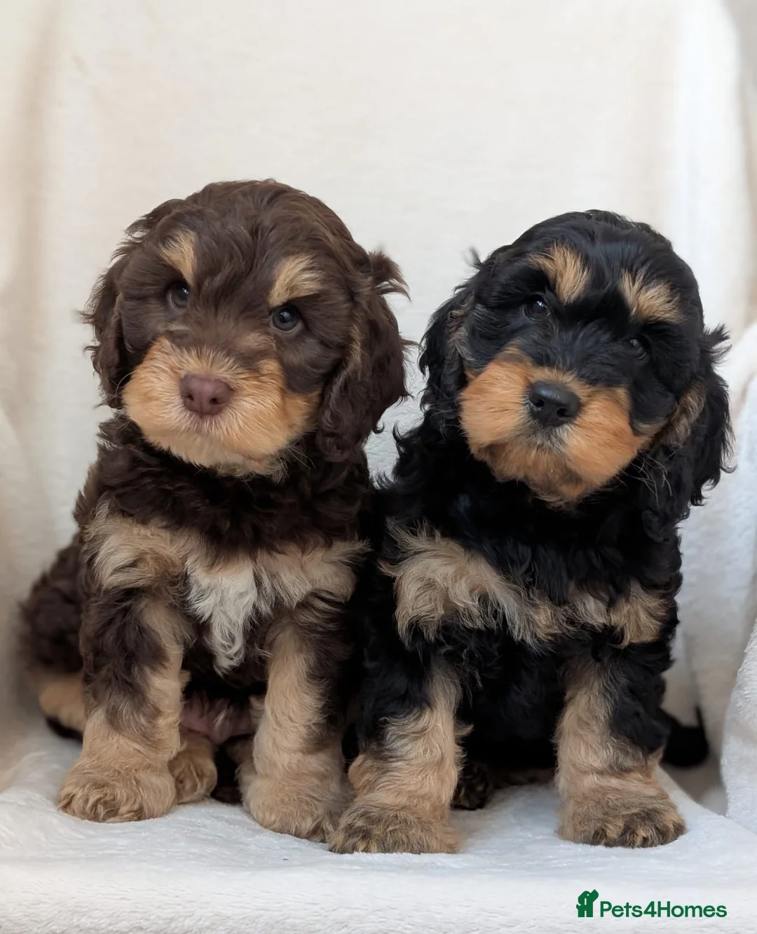 Cockapoo dogs for sale: Adorable F1 Cockapoo puppies - Advert 1