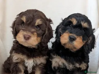 Cockapoo dogs Adorable F1 Cockapoo puppies - Advert 4