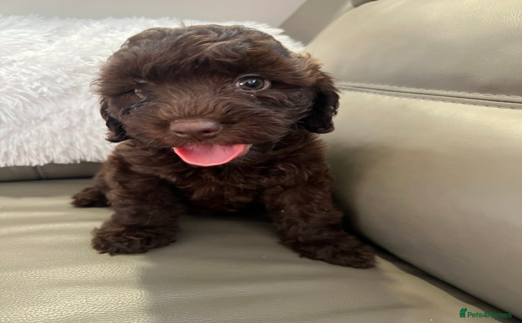 Cockapoo dogs - Advert 7