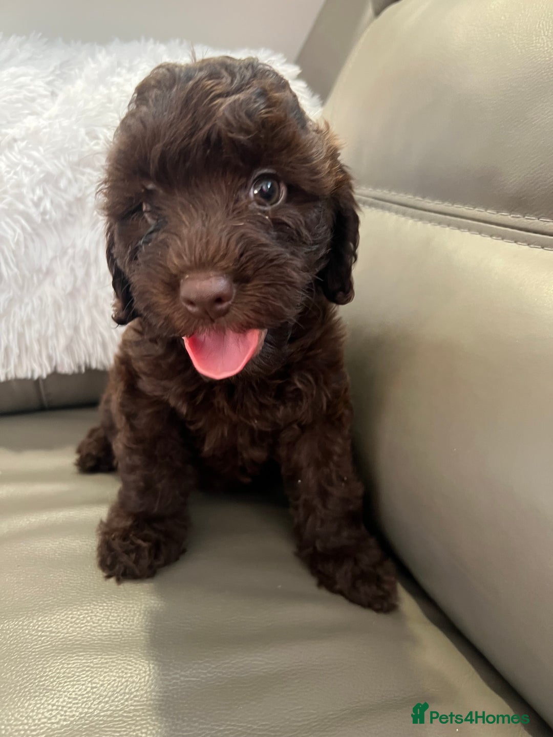 Cockapoo dogs for sale: F1 toy Cockapoo puppies  - Image 1