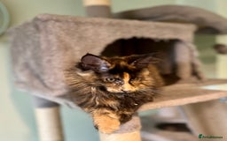 Maine Coon cats for sale: *READY* Stunning Tica Maine Coons - Image 5