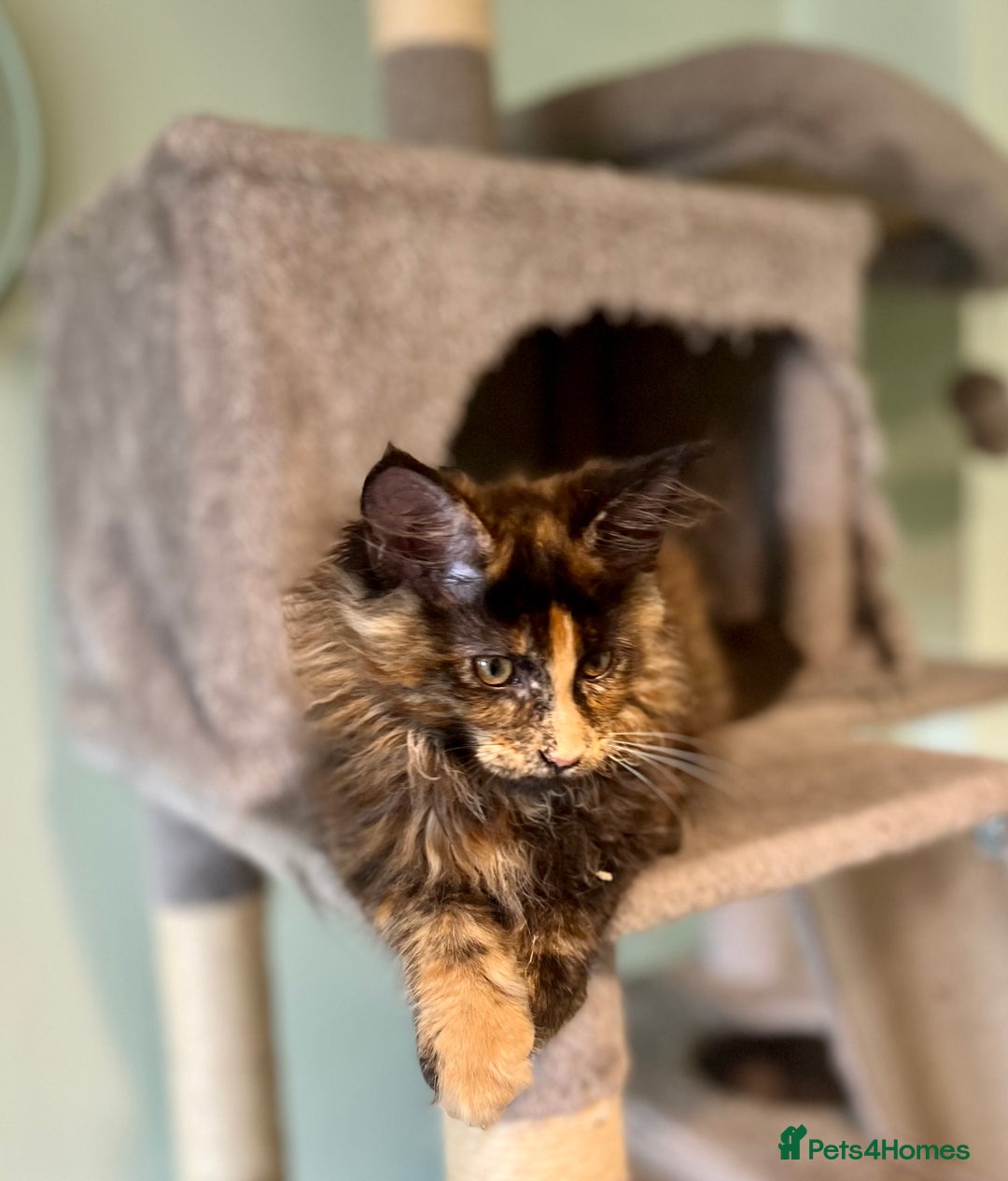 Maine Coon cats for sale: *READY* Stunning Tica Maine Coons - Image 5