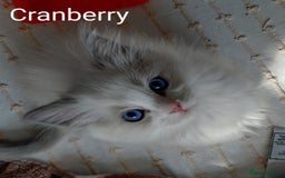 Ragdoll cats for sale: GCCF pedigree ragdoll kittens for sale £850 -£1100 - Image 24