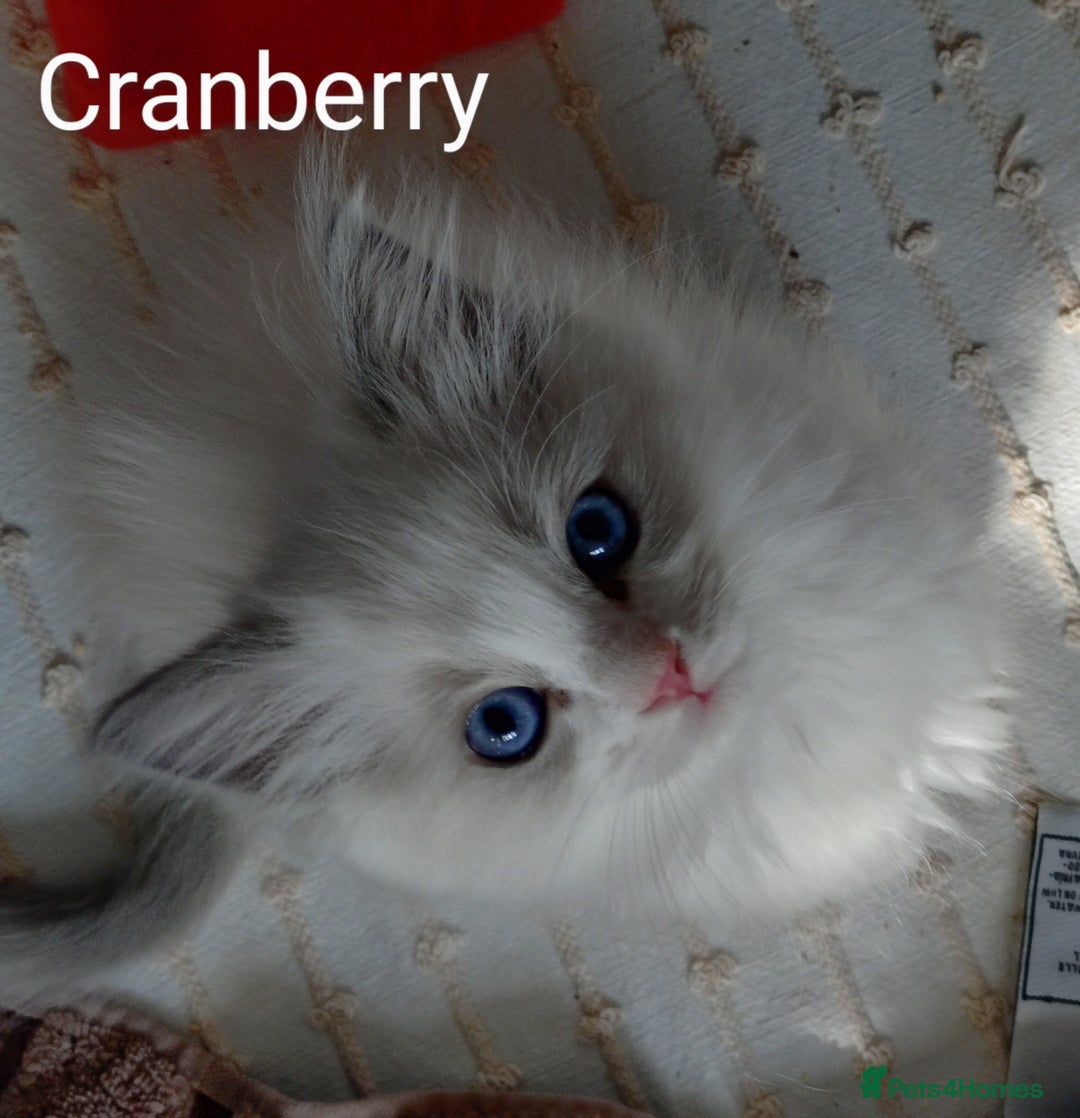 Ragdoll cats for sale: GCCF pedigree ragdoll kittens for sale £850 -£1100 - Image 24