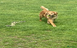 Golden Retriever dogs for sale: KC Reg Girl via POLICE dog behaviourist  - Image 3