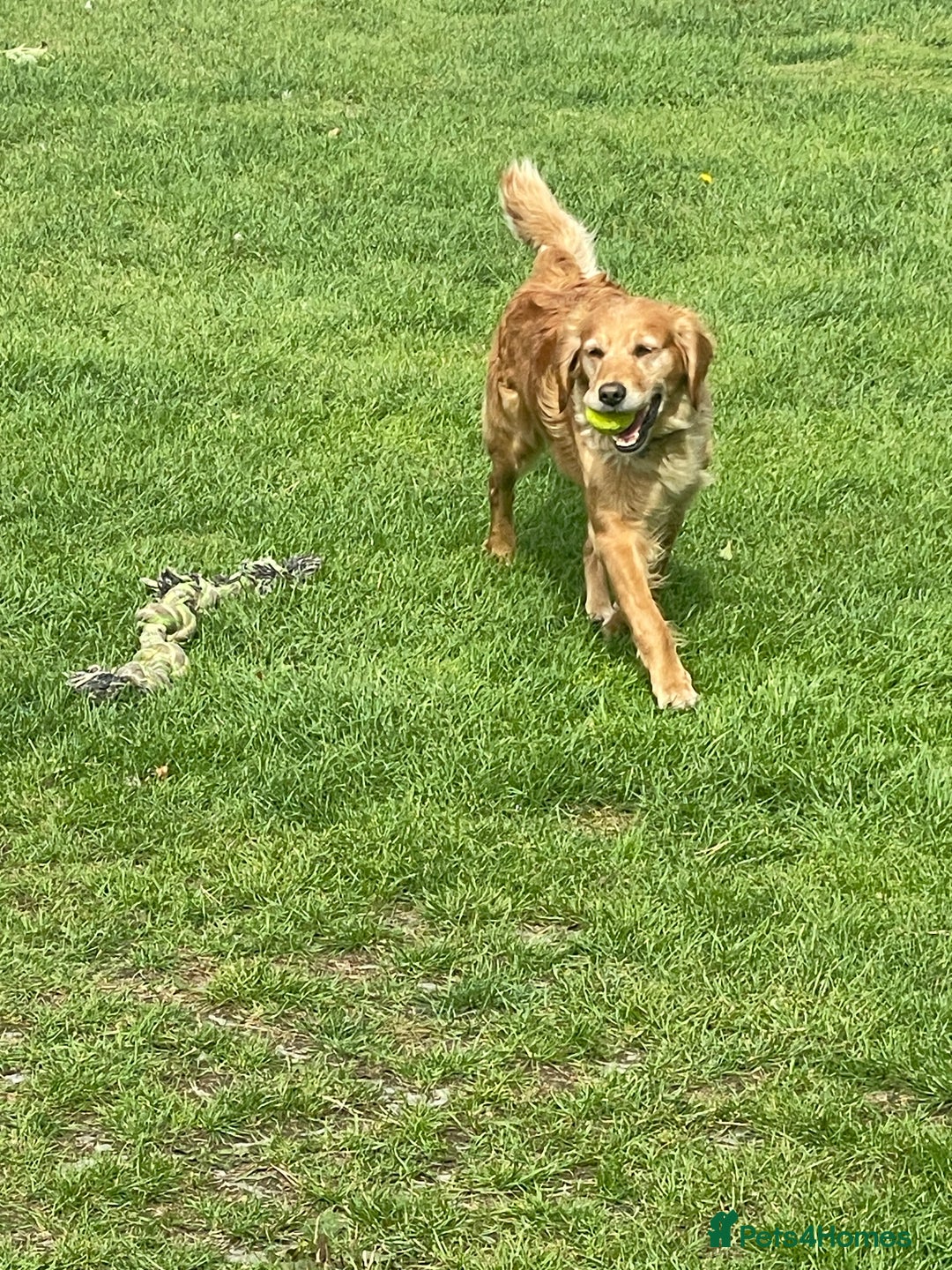Golden Retriever dogs for sale: KC Reg Girl via POLICE dog behaviourist  - Image 3