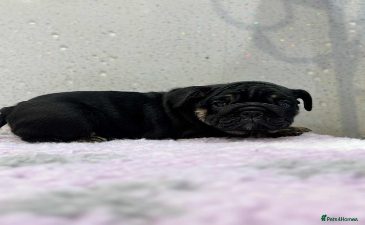 English Bulldog dogs - Advert 1