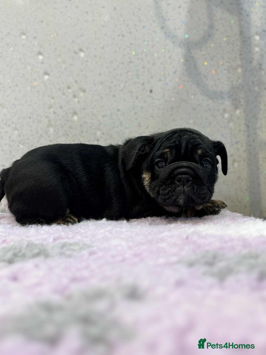English Bulldog dogs for sale: English bulldog puppies  - Image 4