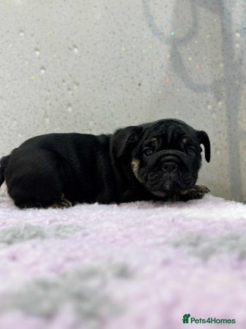 English Bulldog dogs - Advert 1
