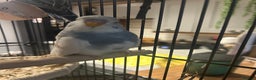 Budgerigars birds for sale: Marley the budgie - Advert 4