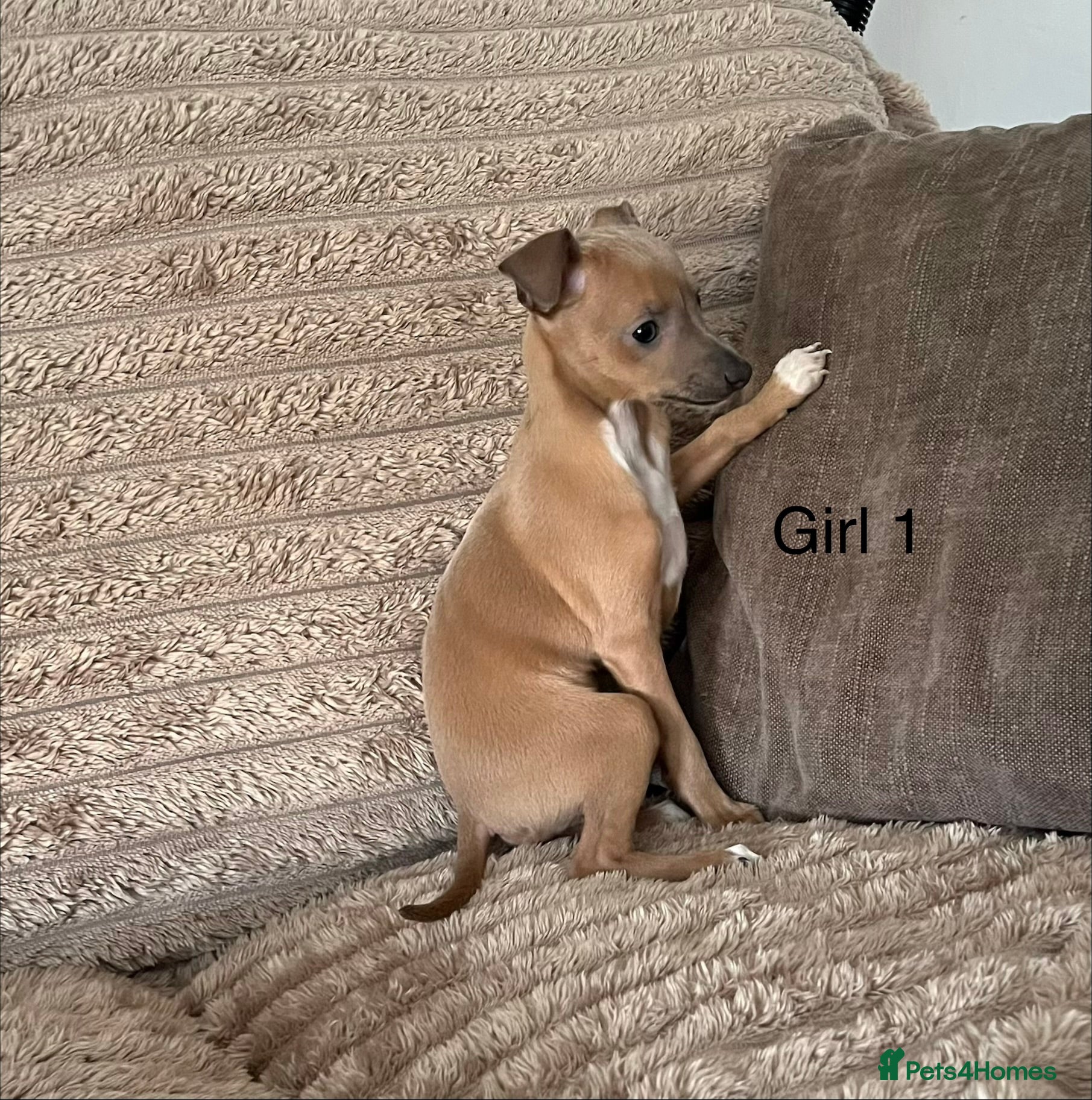 Italian Greyhound dogs kc registered ready now  - Advert 1