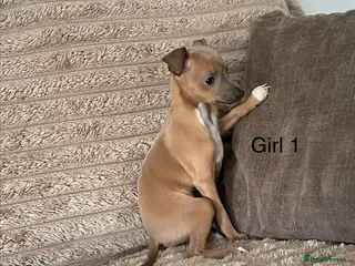 Italian Greyhound dogs kc registered ready now - Advert 1