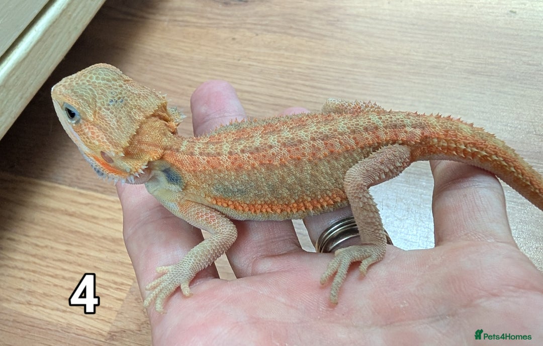 Bearded Dragon reptiles for sale: Baby Bearded dragons. Witblits, genetic stripes - Image 11
