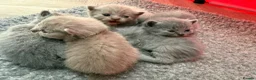 British Shorthair cats for sale: 🤍British Shorthair Kittens🤍 - Advert 8