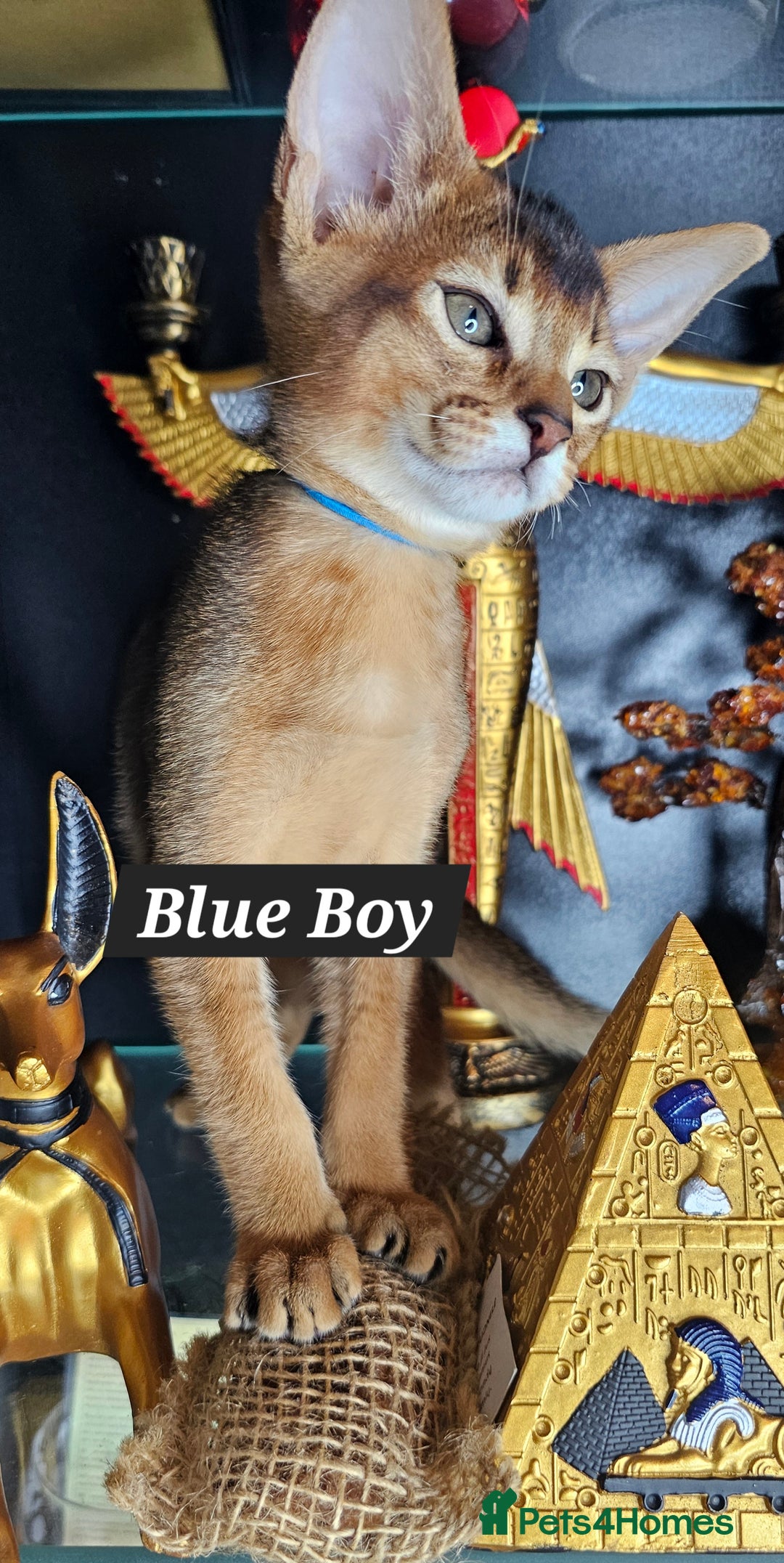 Abyssinian cats for sale: 4 Abyssinian kittens for sale - Advert 37