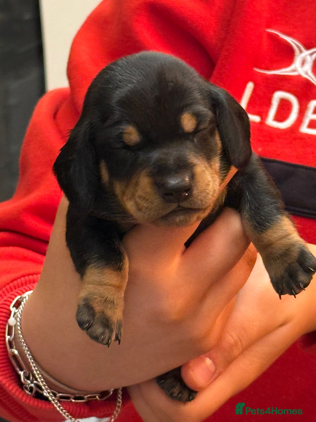 Miniature Dachshund dogs for sale: 7 miniature dachshunds for sale  - Advert 10