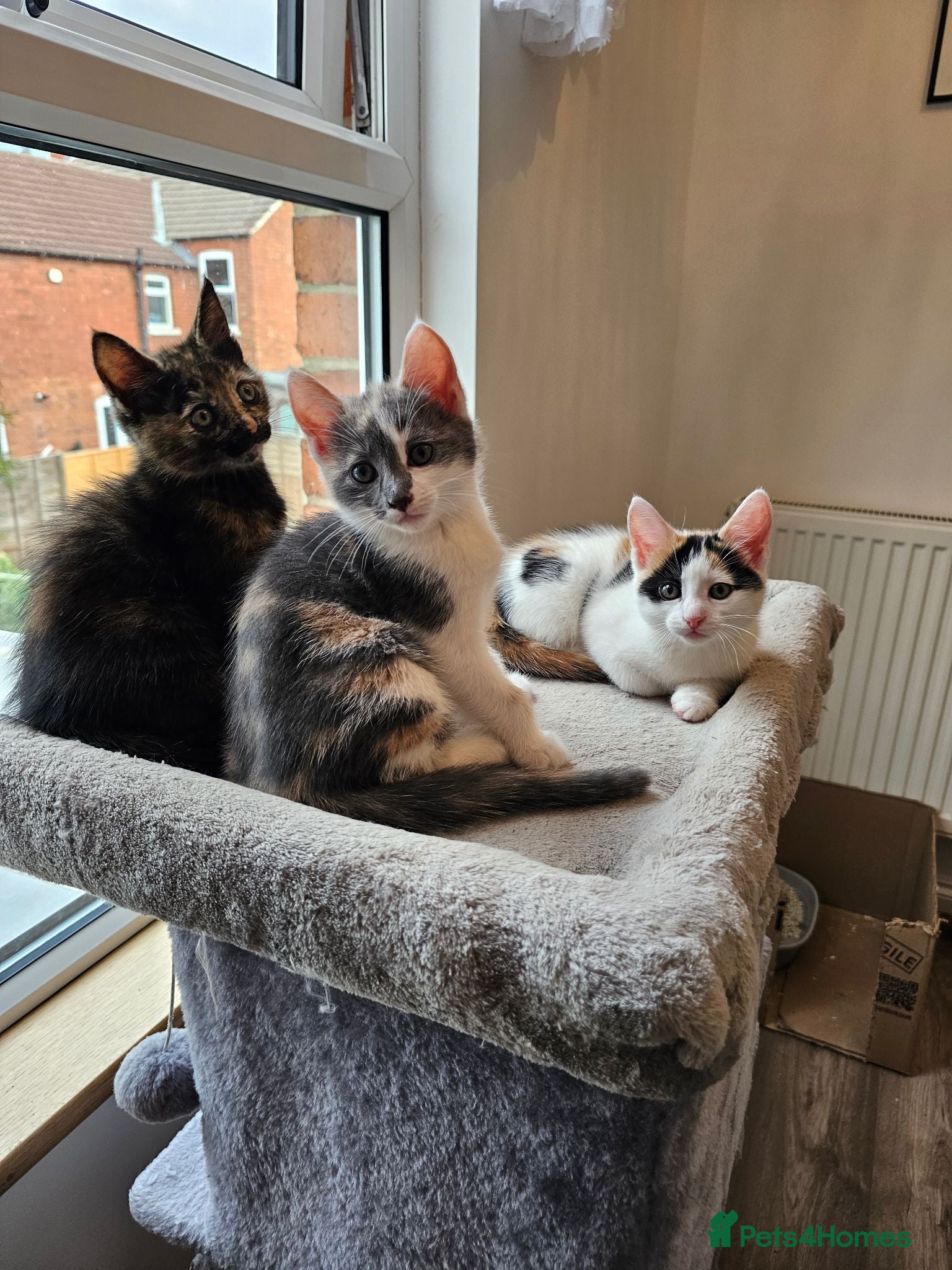 Mixed Breed cats  mix breed 3 girls  - Advert 1