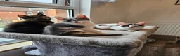 Mixed Breed cats for sale:  mix breed 3 girls  - Advert 1