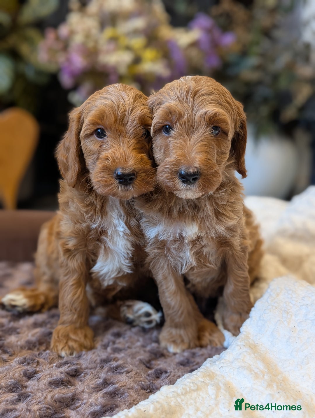 Australian Labradoodle dogs for sale: Mini Australian labradoodles, DNA health tested. - Image 4