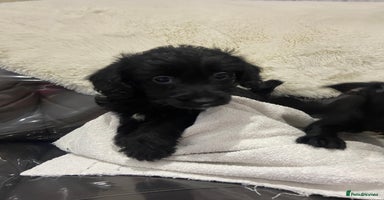 Jackapoo dogs Jackapoo pups for sale - Advert 4