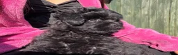 Pomapoo dogs for sale: Stunning Pomapoo Puppies  in Northampton - Advert 5