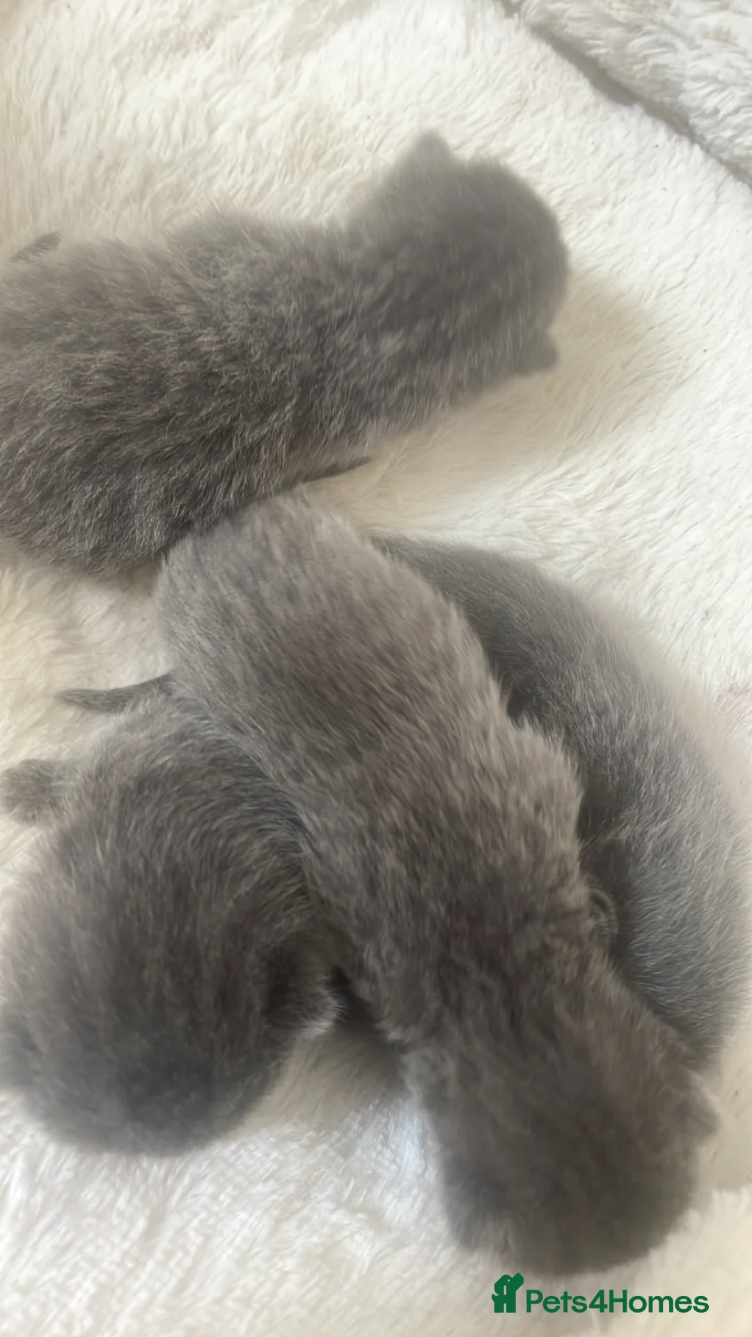 Mixed Breed cats for sale: Kittens  - Advert 4