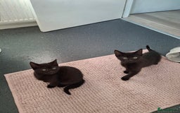 British Shorthair cats for sale: Male and female black kittens - Advert 2