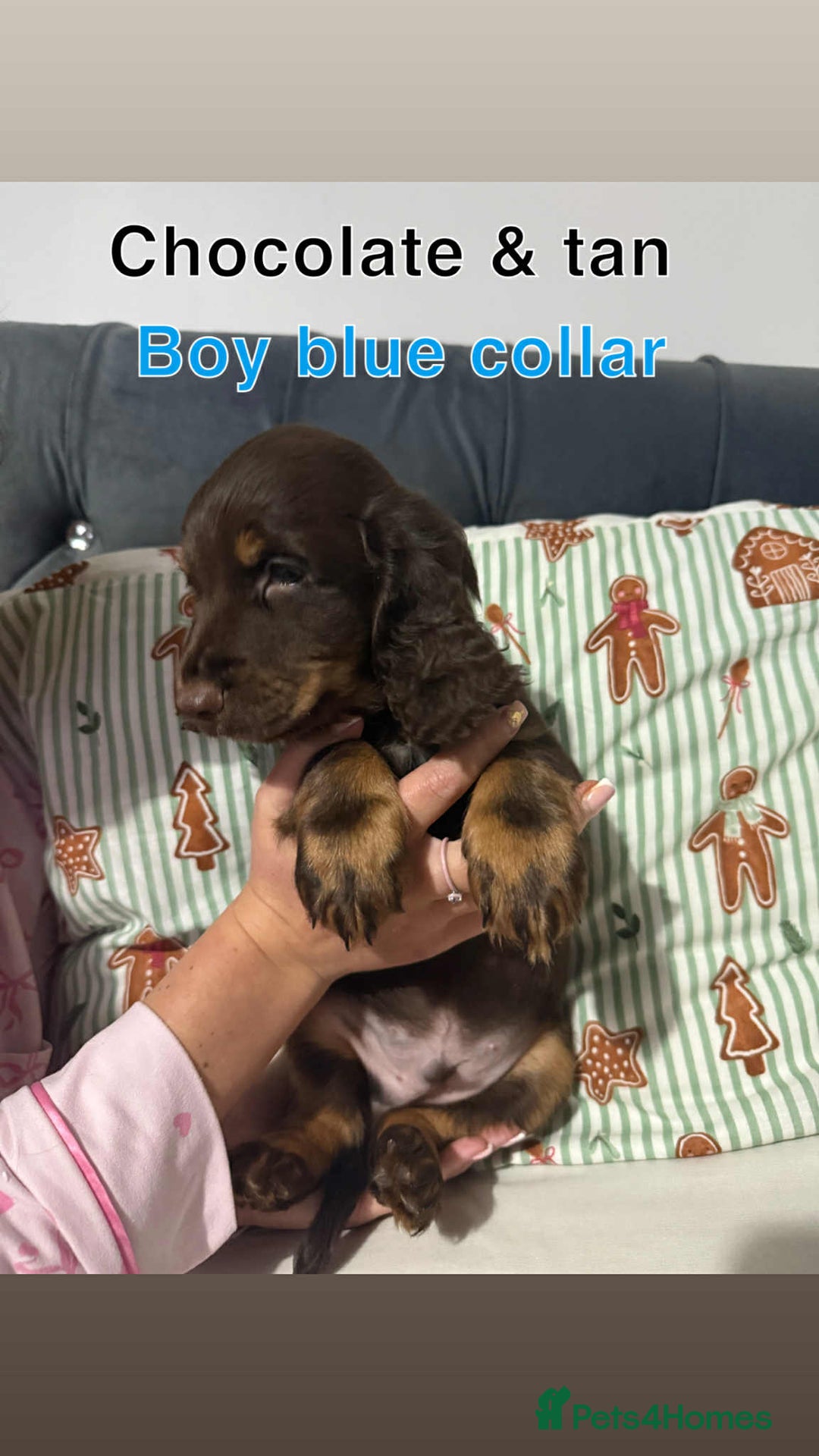 Cocker Spaniel dogs for sale: Cocker spaniel puppies  - Advert 2