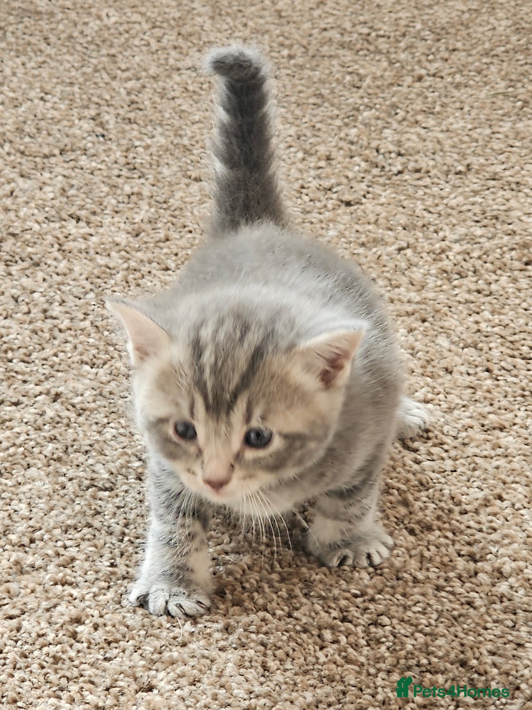 Mixed Breed cats for sale: Tabby mix rangdoll and black - Image 6