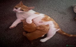 Mixed Breed cats for sale: Ginger males - Image 1